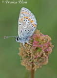 Aricia agestis - Bruin blauwtje