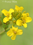 Barbarea vulgaris - gewoon barbarakruid