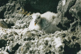 Vik - jonge noordse stormvogel