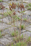 Senecio inaequidens - Bezemkruiskruid