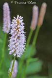 Persicaria bistorta - Adderwortel