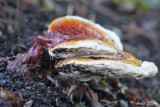 Ganoderma lucidum - Gesteelde lakzwam