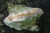 Coriolopsis trogii - Bleke borstelkurkzwam