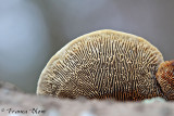 Daeddaleopsis confragosa - Roodporiehoutzwam