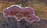 Trichaptum abietinum - paarse dennenzwam