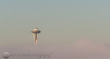 Space Needle Above the Fog
