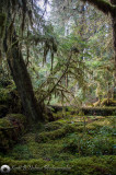 Gray Wolf River Moss Trees