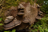 Mushrooms and Tree Stump