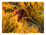 Clownfish and Anemone.jpg