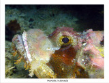 Red Scorpionfish up close.jpg