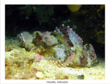 Red scorpionfish.jpg