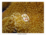 porcelain crab and anemone.jpg