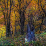 Amber Forest, El Chalten