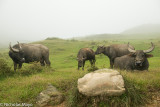 Taiwan (North) - Buffalo Family In The Cloudy Pastures