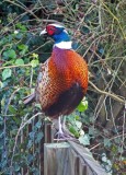 Visiting Pheasant