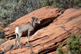Zion Canyon area, Nov 2013
