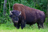 Elk Island National Park, July 2016