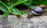 Snail