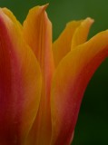 Tulip