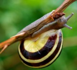Snail
