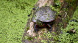 Painted Turtle