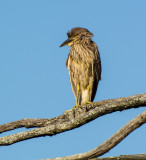 Black-crowned Night Heron (juvenile)
