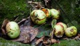 Apples