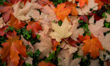 Leaves