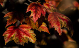 Colours