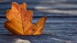 Leaf