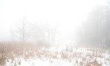 Fog