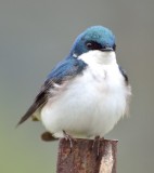 Tree Swallow