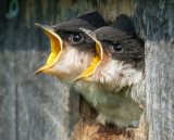 Tree Swallow Chicks