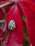 Snail