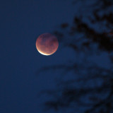 Lunar Eclipse