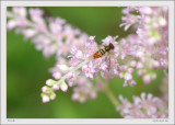 Hoverfly