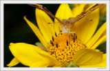 Yellow on Yellow