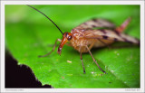Horse-headed Critter