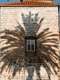 Palm, Hvar