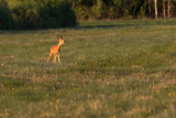 Young roe deer practicing barking