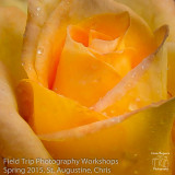 Chris - Yellow Rose of Texas Chris.jpg