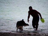 Dog + Water + Frisbie = FUN!