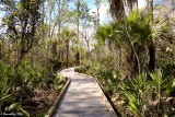 Cypress Swamp Boardwalk