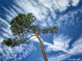 Sky Lines