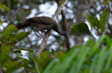 Speckled Chachalaca