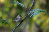Lundsångare - Greenish Warbler