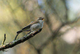 Lundsångare - Greenish Warbler