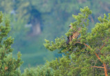 Griffon Vulture - Gåsgam