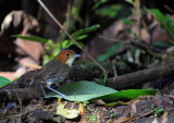 Chestnut-crowned Antpitta