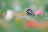 House Sparrow - Grsparv